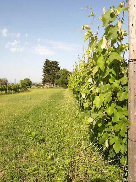 منزل الضيف سارتيانو  في Podere San Guglielmo المظهر الخارجي الصورة